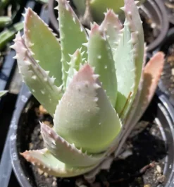 Medium Crocodile Aloe Or Aloe Previfolia -Cheap Plantly Store med crocodile