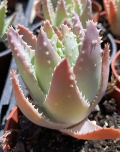 Medium Crocodile Aloe Or Aloe Previfolia -Cheap Plantly Store med crocodile 3