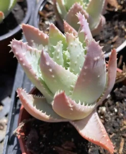 Medium Crocodile Aloe Or Aloe Previfolia -Cheap Plantly Store med crocodile 4