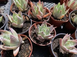 Medium Crocodile Aloe Or Aloe Previfolia -Cheap Plantly Store med crocodile 5