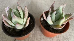 Medium Crocodile Aloe Or Aloe Previfolia -Cheap Plantly Store med crocodile 8