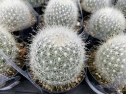 Cactus Plant. Medium Mammillopisis Senilis. 14 Cactus Plant. Medium Mammillopisis Senilis. -Cheap Plantly Store med senilis 1