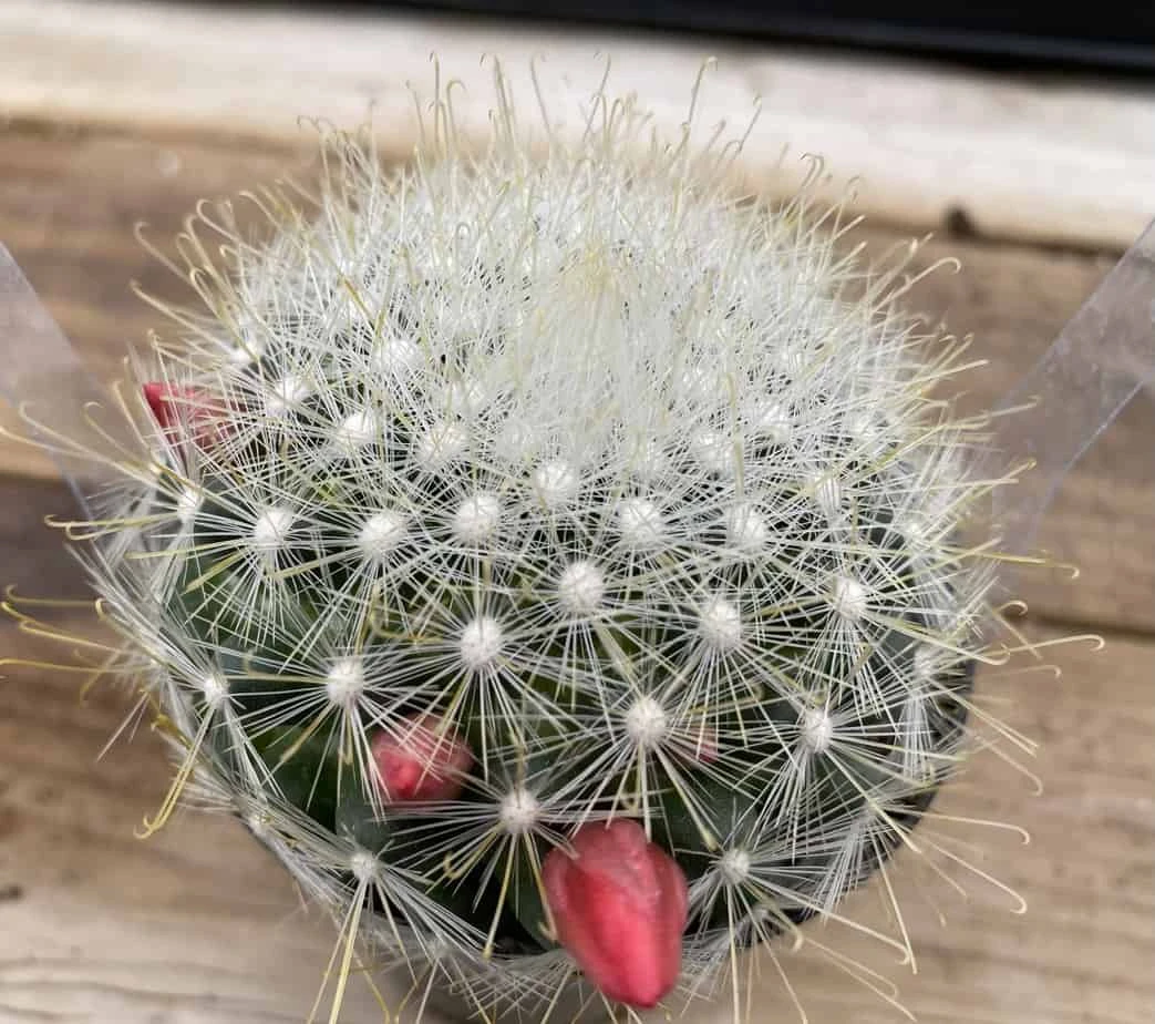 Cactus Plant. Medium Mammillopisis Senilis. 3 Cactus Plant. Medium Mammillopisis Senilis.