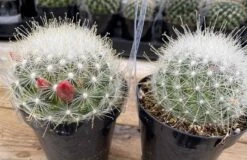 Cactus Plant. Medium Mammillopisis Senilis. 13 Cactus Plant. Medium Mammillopisis Senilis. -Cheap Plantly Store med senilis 3