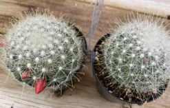 Cactus Plant. Medium Mammillopisis Senilis. 12 Cactus Plant. Medium Mammillopisis Senilis. -Cheap Plantly Store med senilis 4