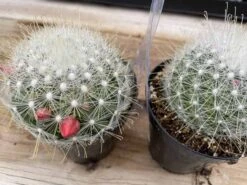 Cactus Plant. Medium Mammillopisis Senilis. 11 Cactus Plant. Medium Mammillopisis Senilis. -Cheap Plantly Store med senilis 5