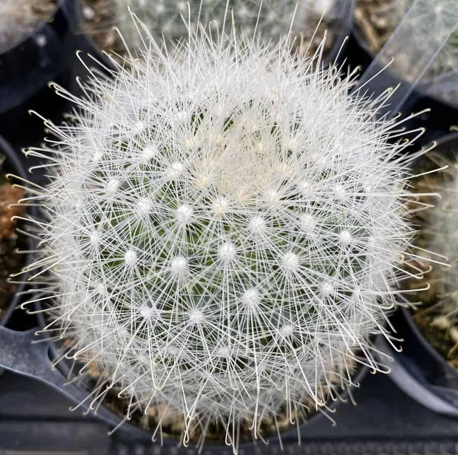 Cactus Plant. Medium Mammillopisis Senilis. 4 Cactus Plant. Medium Mammillopisis Senilis. - Image 2