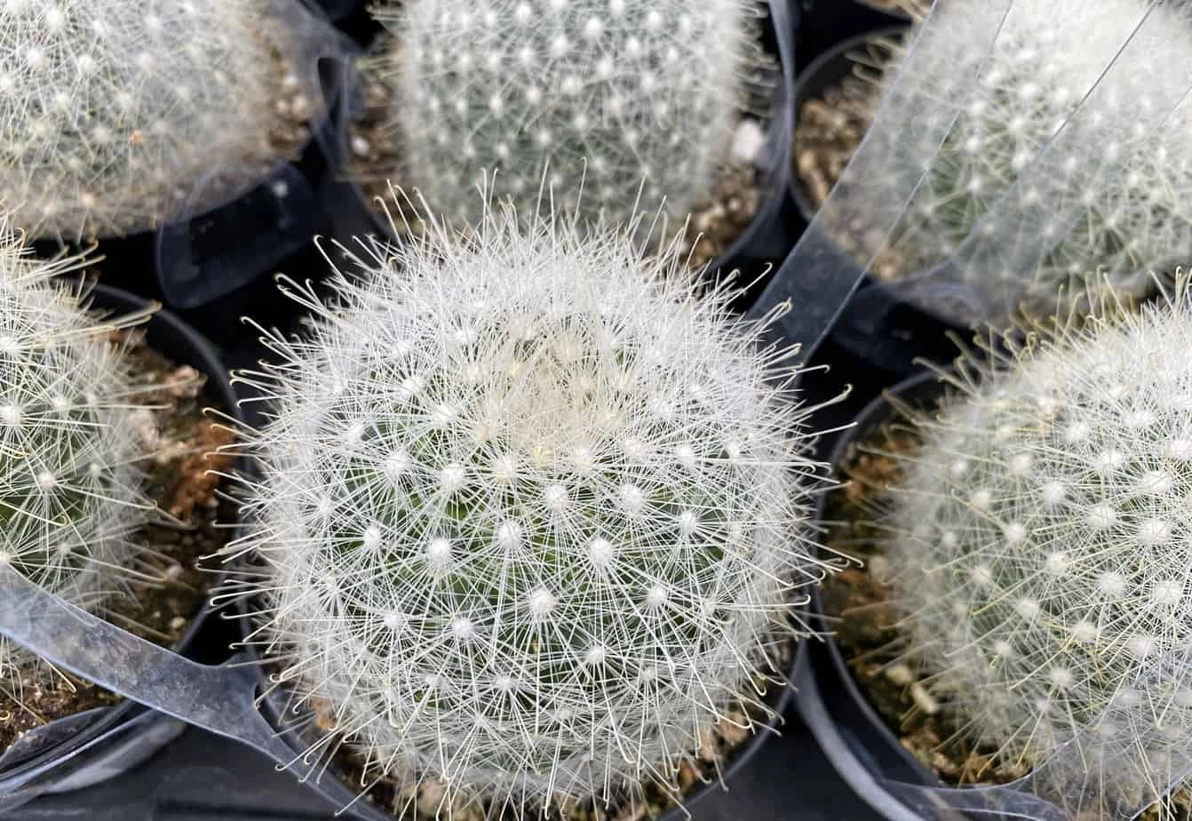 Cactus Plant. Medium Mammillopisis Senilis. 9 Cactus Plant. Medium Mammillopisis Senilis. - Image 7