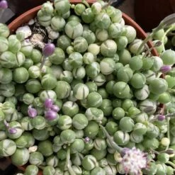 Medium Succulent Plant Variegated String Of Pearls -Cheap Plantly Store med var pearls 1