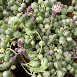 Medium Succulent Plant Variegated String Of Pearls -Cheap Plantly Store med var pearls 2