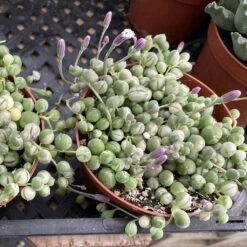 Medium Succulent Plant Variegated String Of Pearls -Cheap Plantly Store med var pearls