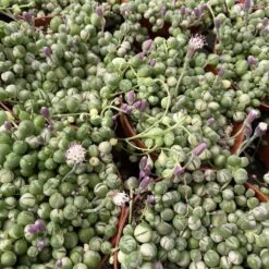 Medium Succulent Plant Variegated String Of Pearls -Cheap Plantly Store med var pearls 3