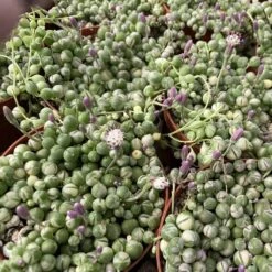 Medium Succulent Plant Variegated String Of Pearls -Cheap Plantly Store med var pearls 4