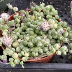 Medium Succulent Plant Variegated String Of Pearls -Cheap Plantly Store med var pearls 5