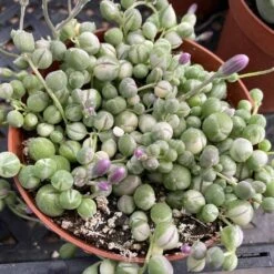 Medium Succulent Plant Variegated String Of Pearls -Cheap Plantly Store med var pearls 6