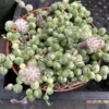 Medium Succulent Plant Variegated String Of Pearls -Cheap Plantly Store med var pearls 7