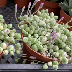 Medium Succulent Plant Variegated String Of Pearls -Cheap Plantly Store med var pearls 8