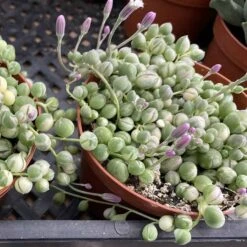 Medium Succulent Plant Variegated String Of Pearls -Cheap Plantly Store med var pearls 9