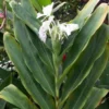Hawaiian White Ginger Hedychium Coronarium Ships Free 2 Hawaiian White Ginger Hedychium Coronarium Ships Free -Cheap Plantly Store mnbv 1
