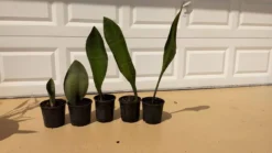 Whale Fin Snake Plants Dracaena Masoniana -Cheap Plantly Store mnbvcx