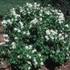Minnesota Snowflake Mock Orange White Flowering Shrub 2 Minnesota Snowflake Mock Orange White Flowering Shrub -Cheap Plantly Store mockOrange