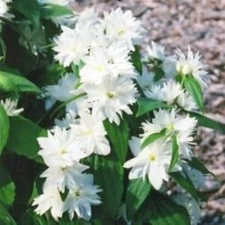 Minnesota Snowflake Mock Orange White Flowering Shrub -Cheap Plantly Store mockOrangeFoliage