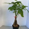 Large Bonsai 'Money Tree' Plant -Cheap Plantly Store money tree 10
