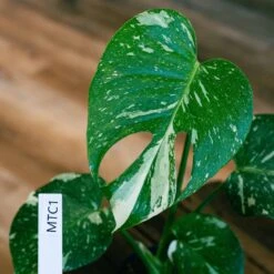 Monstera Thai Constellation 4" 17 Monstera Thai Constellation 4" -Cheap Plantly Store monstera thai con 1