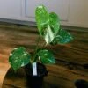 Monstera Thai Constellation 4" -Cheap Plantly Store monstera thai con 1 full