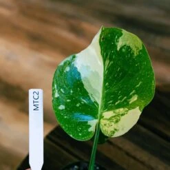 Monstera Thai Constellation 4" 15 Monstera Thai Constellation 4" -Cheap Plantly Store monstera thai con 2