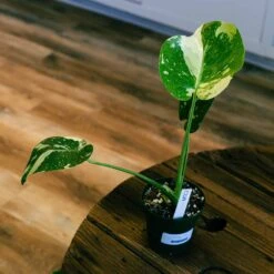 Monstera Thai Constellation 4" 16 Monstera Thai Constellation 4" -Cheap Plantly Store monstera thai con 2 full