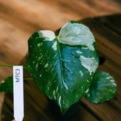 Monstera Thai Constellation 4" 13 Monstera Thai Constellation 4" -Cheap Plantly Store monstera thai con 3