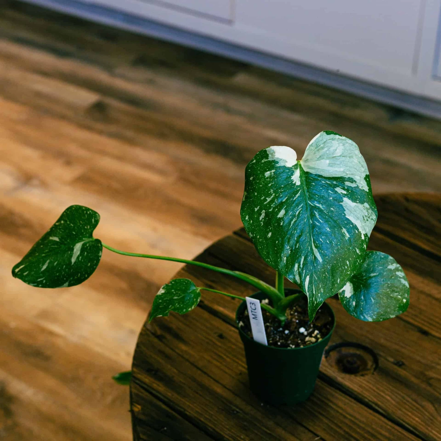 Monstera Thai Constellation 4" 7 Monstera Thai Constellation 4" - Image 5