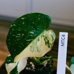 Monstera Thai Constellation 4" 11 Monstera Thai Constellation 4" -Cheap Plantly Store monstera thai con 4