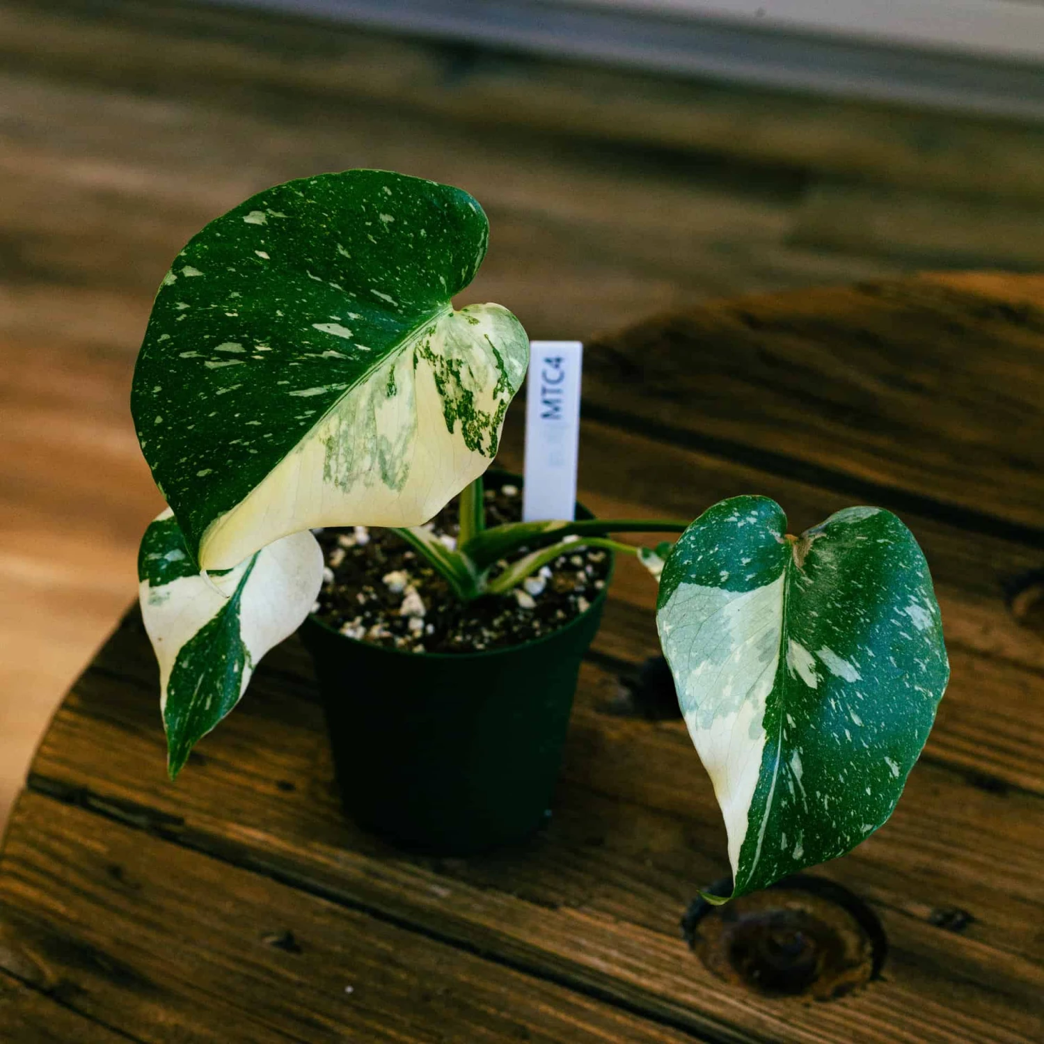 Monstera Thai Constellation 4" 5 Monstera Thai Constellation 4" - Image 3