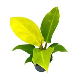 Philodendron Moonlight, 4 Inch Imperial Gold, Lime Philo -Cheap Plantly Store moon 1