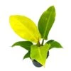 Philodendron Moonlight, 4 Inch Imperial Gold, Lime Philo -Cheap Plantly Store moon