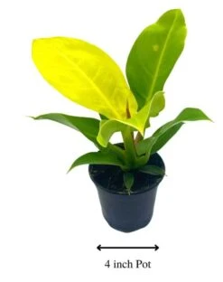 Philodendron Moonlight, 4 Inch Imperial Gold, Lime Philo -Cheap Plantly Store moon1