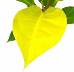 Philodendron Moonlight, 4 Inch Imperial Gold, Lime Philo -Cheap Plantly Store moon2