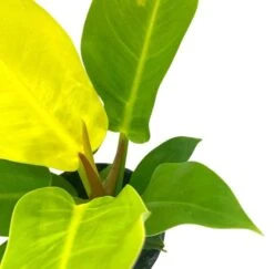 Philodendron Moonlight, 4 Inch Imperial Gold, Lime Philo -Cheap Plantly Store moon3