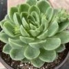 Large Succulent Plants