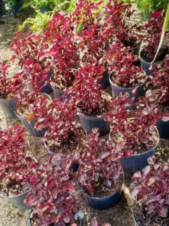 Bloodleaf Iresine P Browne Herbstii Ships Free -Cheap Plantly Store nbvcx