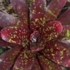 Bromeliad Jack Of Diamonds Neoregelia Ships Free -Cheap Plantly Store neohappythoughts