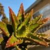 Gold Tooth Aloe | Aloe Nobilis