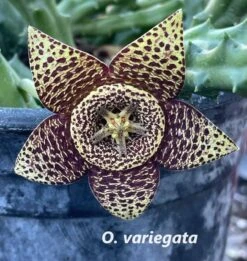 Succulent Carrion Flower Huernia, Stapelia And Orbea -Cheap Plantly Store o variegata 1 1 1
