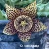 Succulent Carrion Flower Huernia, Stapelia And Orbea