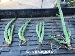 Succulent Carrion Flower Huernia, Stapelia And Orbea -Cheap Plantly Store o variegata 2 2