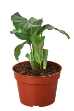 Calathea 'Orbifolia' In 4-inch Pot