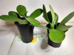 Clusiaceae Rosea Clusia Pitch Apple Plant Ships Free. 5 Clusiaceae Rosea Clusia Pitch Apple Plant Ships Free. -Cheap Plantly Store oiuy