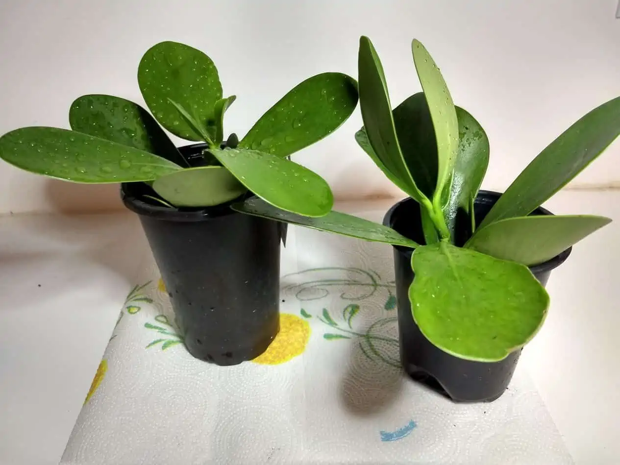 Clusiaceae Rosea Clusia Pitch Apple Plant Ships Free. 4 Clusiaceae Rosea Clusia Pitch Apple Plant Ships Free. - Image 2